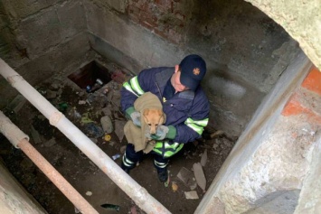 В поселке под Кривым Рогом сотрудники ГСЧС спасли щенка от гибели в канализационных нечистотах