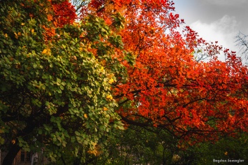 Яркая осень в самом центре Запорожья - красочный фоторепортаж