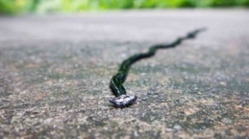 Люди нашли странную "змею", которая оказалась гигантским хищным червем из Азии: фото, видео