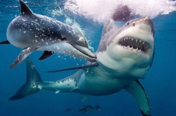 Стало известно, почему акулы так боятся дельфинов