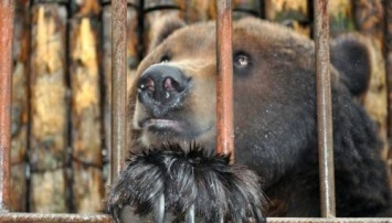 Двое медведей из реабилитационного центра едут «встречать старость» в Европу