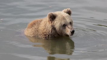 На Камчатке застрелили забравшихся на подводную лодку медведей