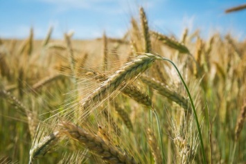 Украинские аграрии выступили резко против госрегулирования цен на зерно