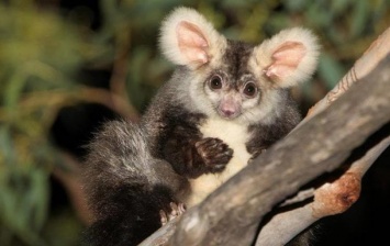 В Австралии нашли два новых вида млекопитающих