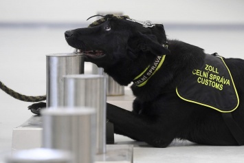 С января в пражском аэропорту больных коронавирусом будут выявлять собаки (ФОТО)