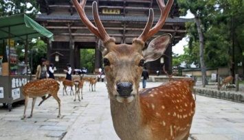 Отсутствие туристов изменило поведение оленей в японской Наре
