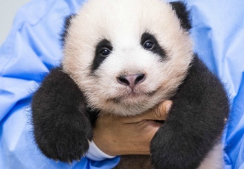Первую панду, рожденную в Южной Корее, показали публике (Фото)