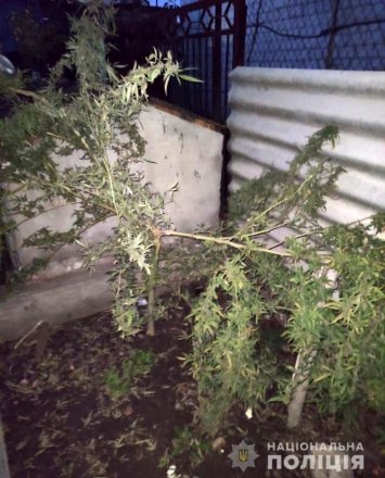 В Запорожской области мужчина выращивал коноплю во дворе