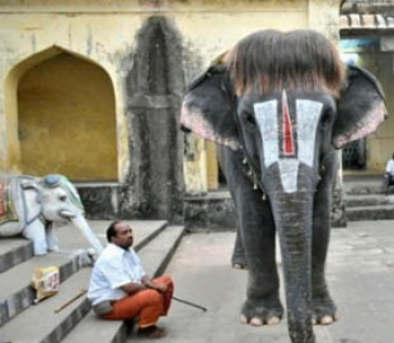 Слониха из Индии получила славу благодаря модной стрижке