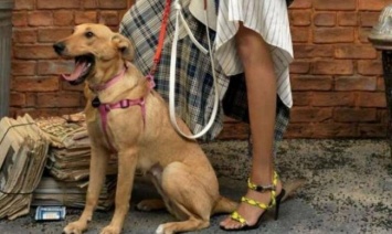 Бездомная собака из Запорожской области переехала в Нью-Йорк и стала моделью в Vogue