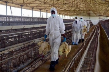 Южная Корея подтвердила четвертый случай опасного штамма птичьего гриппа