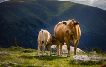 Украинские ученые вывели новую породу коров: на что способно чудо-животное