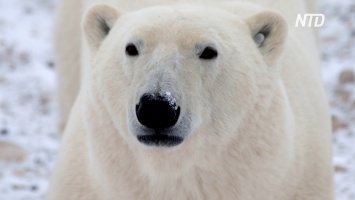 В Канаде голодных белых медведей будут выявлять с помощью радаров (видео)