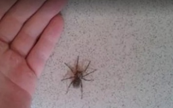 Можно ли убивать пауков в доме? Вот, что ответили ученые