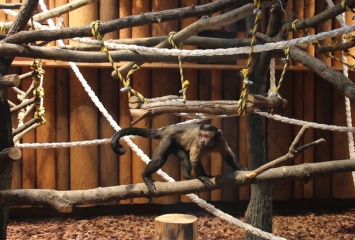 В зоопарке устроили новоселье капуцинам