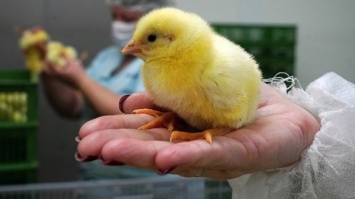 В Дании из-за вспышки птичьего гриппа уничтожат 25 тыс. цыплят
