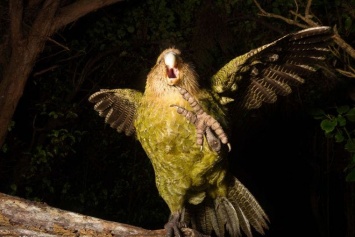 Еще птица, но почти курица. В Новой Зеландии спасают попугаев, которые разучились летать (ФОТО, ВИДЕО)