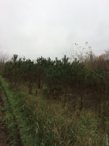 В Одесской области лесники уже начали продавать новогодние сосны и высаживают новые елочные плантации