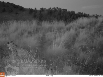 На Кавказе погибла самка переднеазиатского леопарда