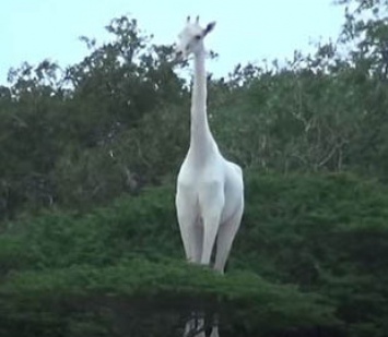 Единственного оставшегося в мире белого жирафа оснастили GPS, чтобы отпугивать браконьеров