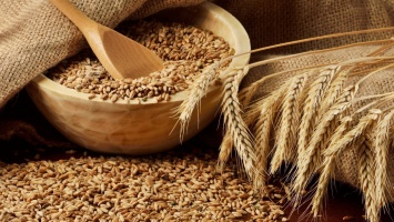 В Крыму рекомендовали для выращивания 14 сортов озимой пшеницы и озимого ячменя