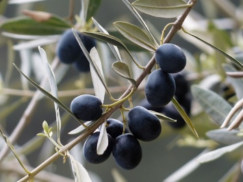 Крымские аграрии будут выращивать экзотические фрукты в промышленных масштабах