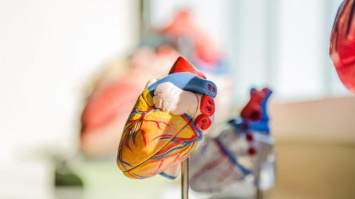 Прорыв в медицине: создано первое полноразмерное 3D сердце