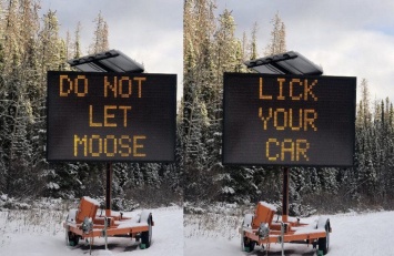 В Канаде водителей призывают избегать лосей - они вылизывают машины