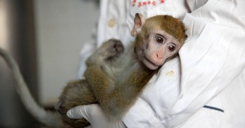 Разработка вакцины: скоро может возникнуть нехватка обезьян