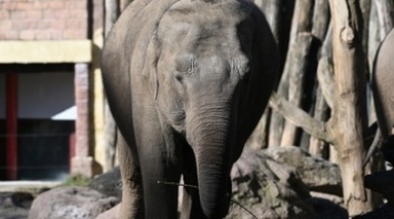 Защитники животных потребовали признать слона личностью - что ответил суд