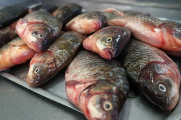 На рынках в Харькове изъяли рыбу