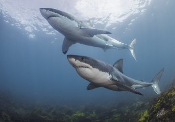 Ученые объяснили исчезновение акул-людоедов у побережья Кейптауна