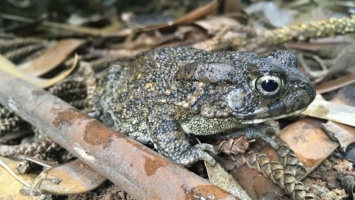 Жизнь на острове изменила жаб в размерах