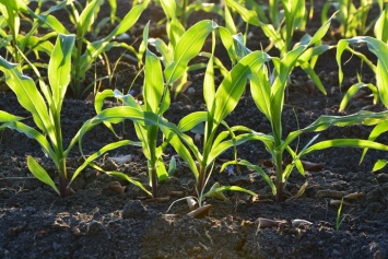 В Украине фиксируют самый низкий за 5 лет урожай кукурузы