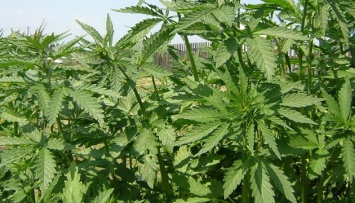 В Северной Македонии могут легализовать употребление марихуаны
