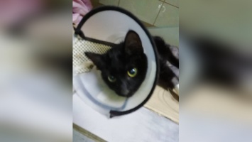 В Днепре спасают котенка с тяжелой травмой позвоночника