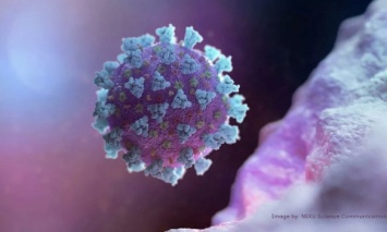 НАН Украины обнародовала прогнозы суточной и общей заболеваемости коронавирусом на две недели вперед