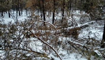 На Луганщине «черные лесорубы» орудуют на местах пожаров