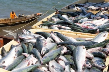 Украина увеличила экспорт рыбы на 19% - Госрыбагентство