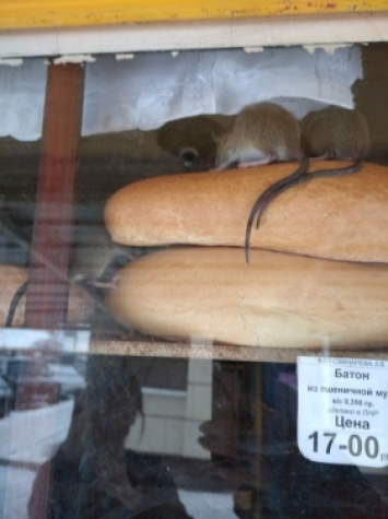 «Сделано в ЛНР»: в оккупированных Ровеньках хлебный киоск атаковали крысы