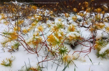 В зоне отчуждения Чернобыльской АЭС показали фото в ожидании второго снега