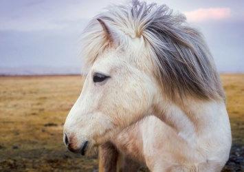 Белый пони потерялся в центре Керчи (ФОТО)