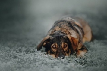 В авиагородке травят собак - животные умирают в страшных муках (видео 18+)