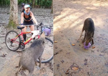 В Сингапуре голодный кабан устроил гоп-стоп: остановил велосипедистку, отобрал у нее слойки и скрылся (ВИДЕО)