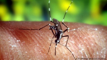 В Германии приживаются опасные комары
