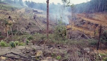 Вырубка лесов Амазонки достигла самого высокого уровня с 2008 года