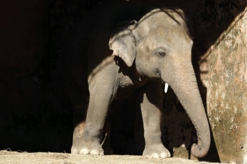 "Самый одинокий слон в мире" переехал в заповедник в Камбодже