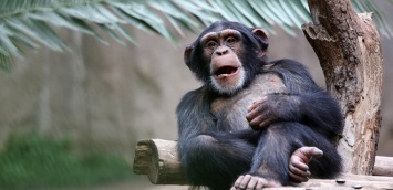 Любовь к чистоте. В зоопарке Таллина шимпанзе решил сам убрать вольер и помыть окна (ВИДЕО)