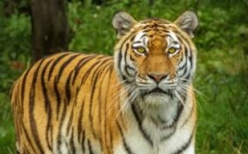 В России тигр устроил "прогулку" к кафе и вызвал панику на улице: видео