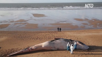 Во Франции выясняют причину всплеска смертности среди китов (видео)